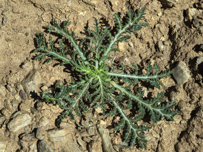 Crupina crupinastrum.23