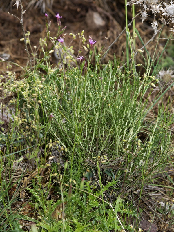 Crupina vulgaris.01