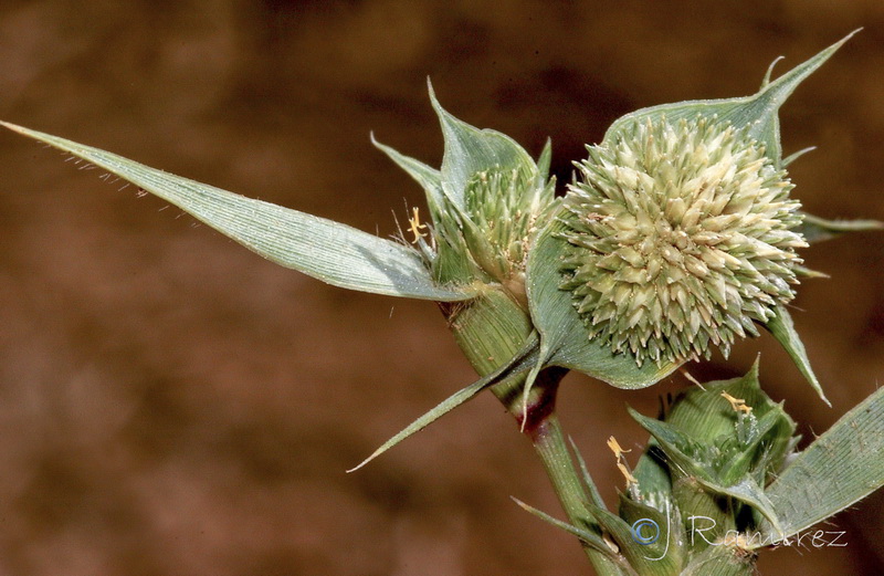 Crypsis aculeata.07