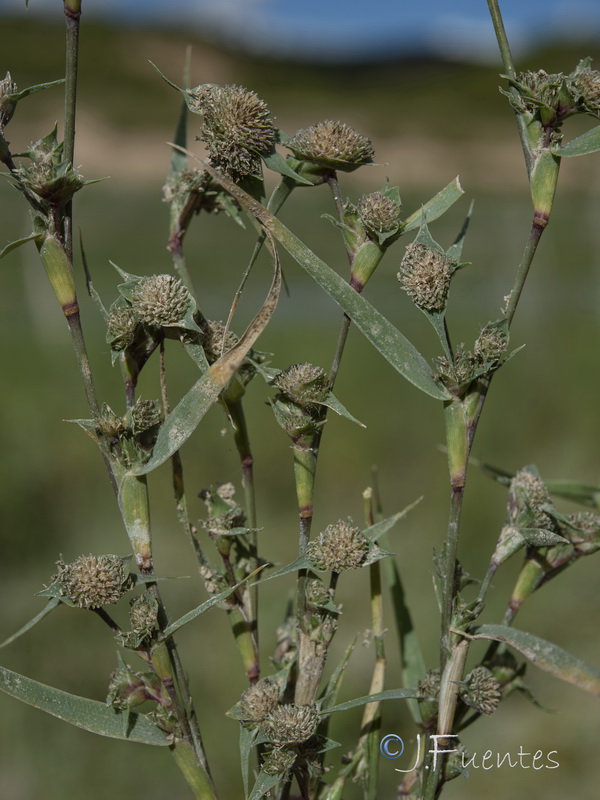 Crypsis schoenoides.10