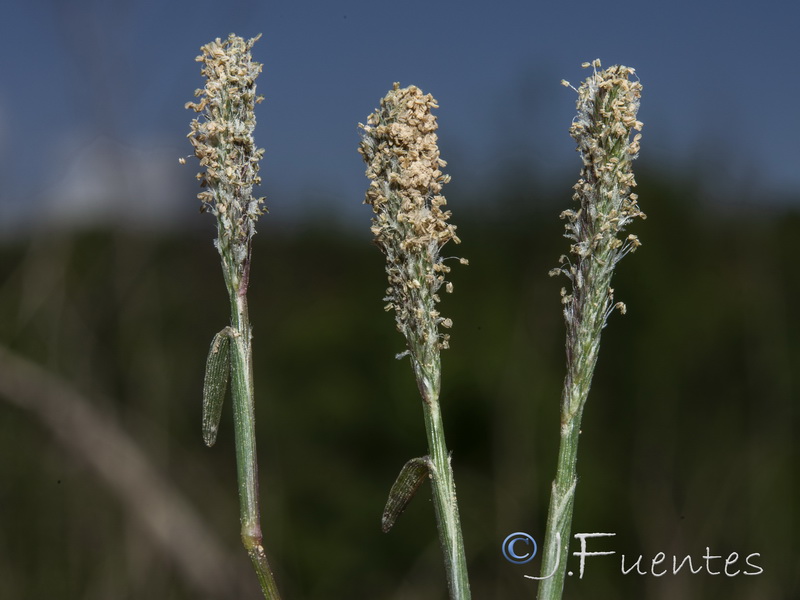 Crypsis alopecuroides.07