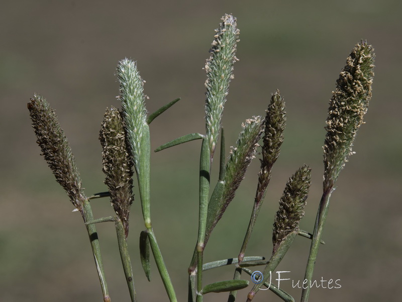 Crypsis alopecuroides.09