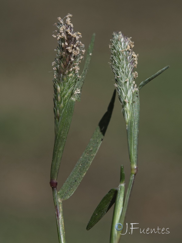 Crypsis alopecuroides.10