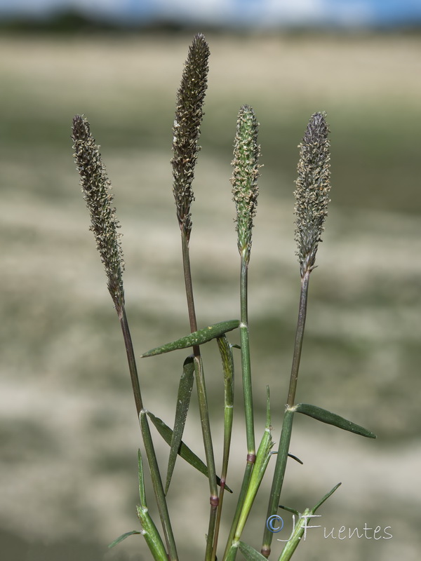 Crypsis alopecuroides.11