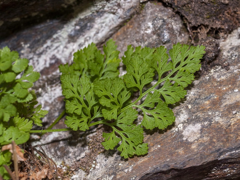 Cryptogramma crispa.02