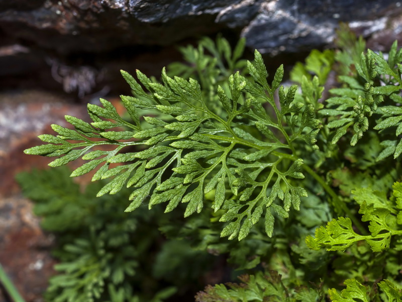 Cryptogramma crispa.03