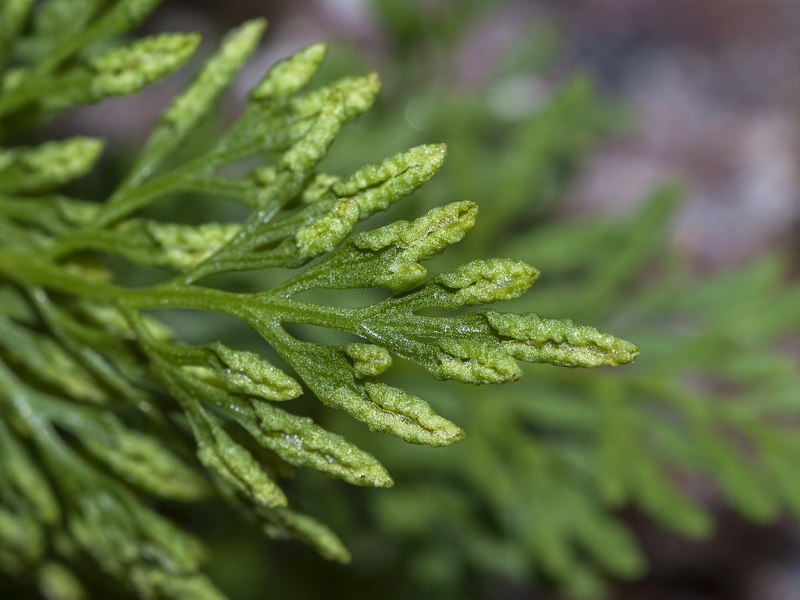 Cryptogramma crispa.04