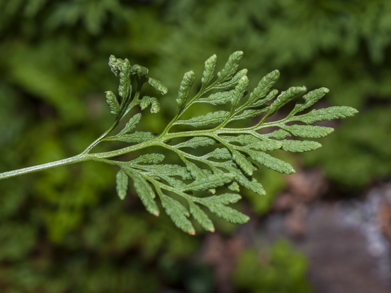 Cryptogramma crispa.05