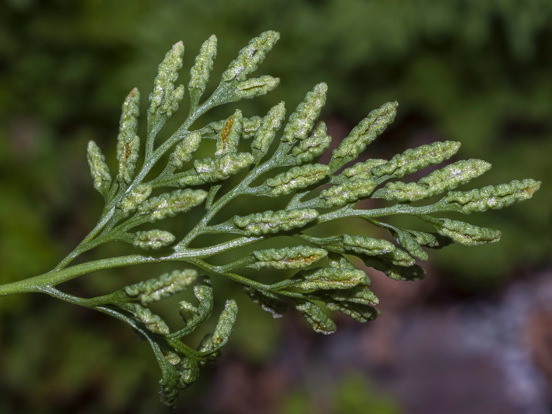 Cryptogramma crispa.06