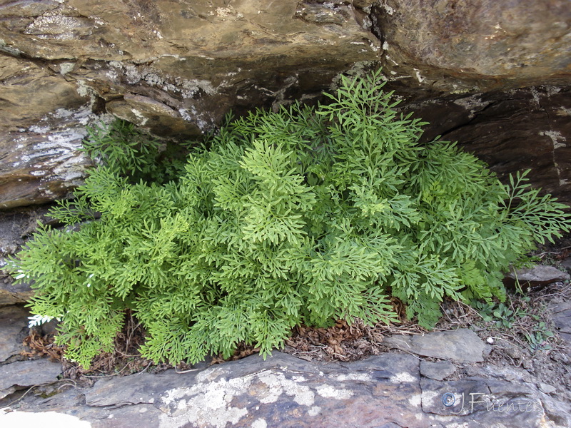 Cryptogramma crispa.07