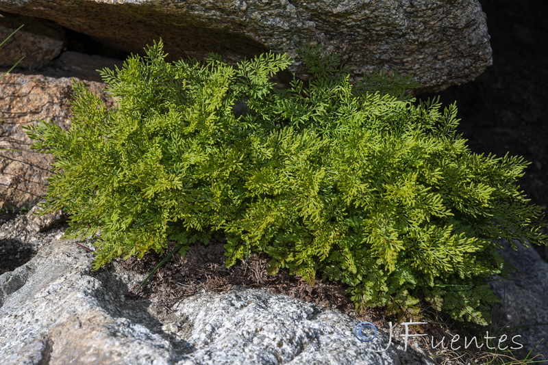 Cryptogramma crispa.01