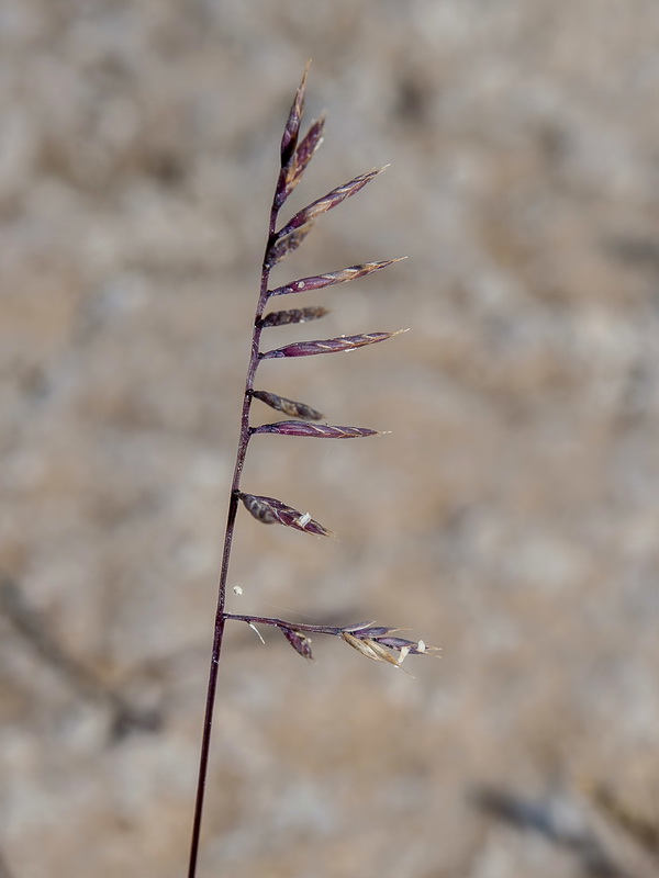 Ctenopsis gypsophila.05
