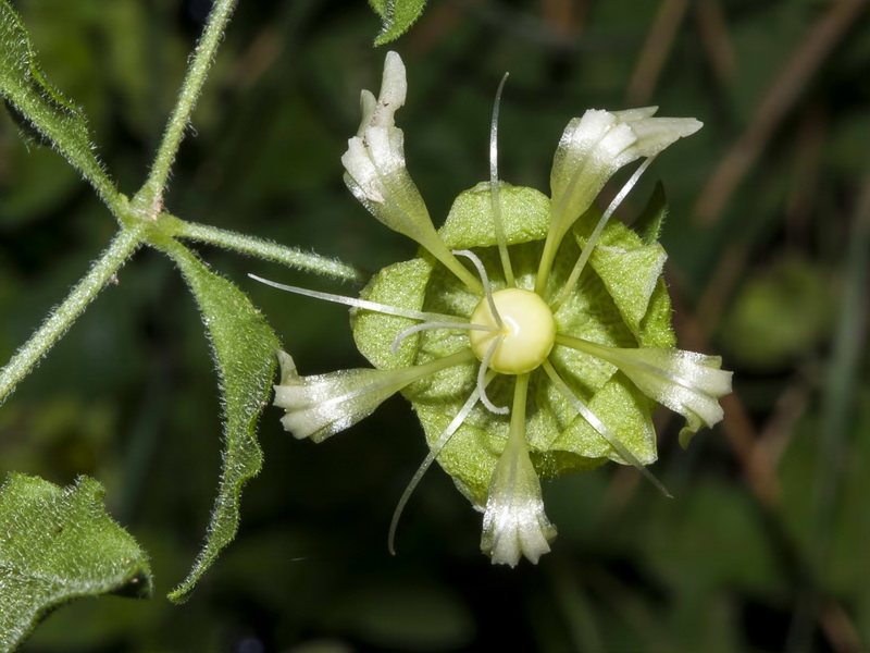 Cucubalus baccifer.06