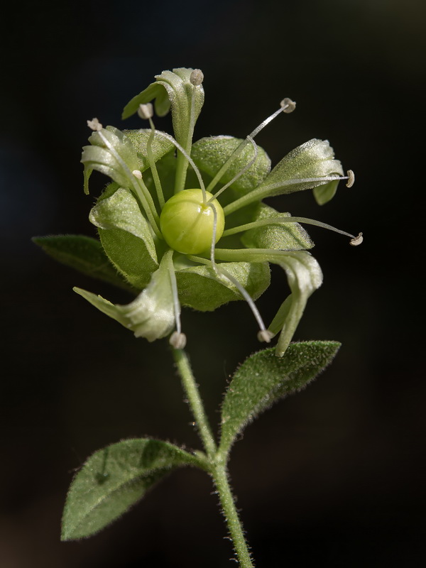 Cucubalus baccifer.18