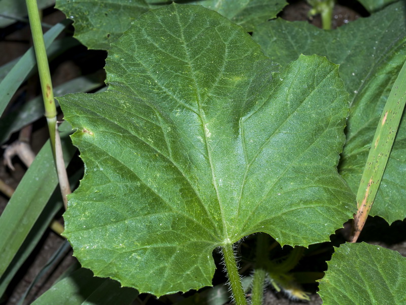 Cucumis melo.02