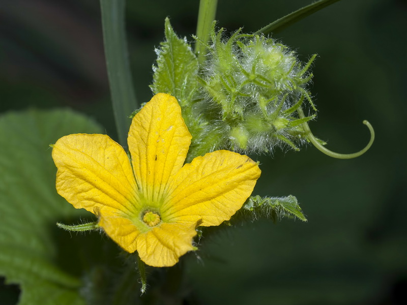 Cucumis melo.04