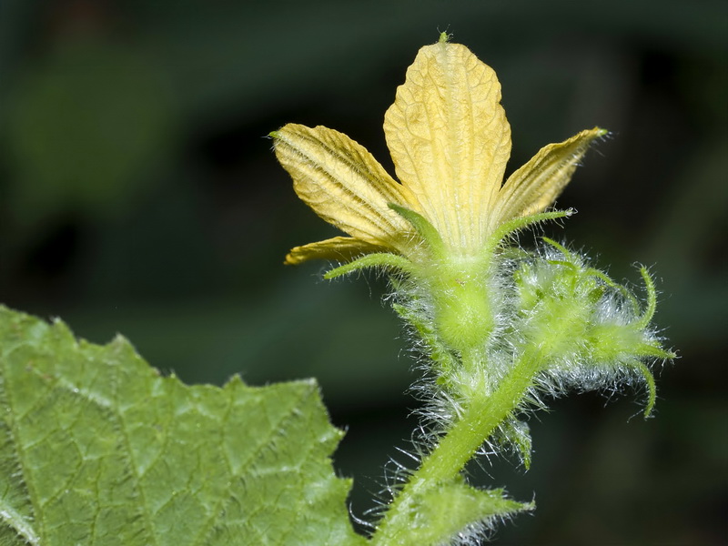 Cucumis melo.07