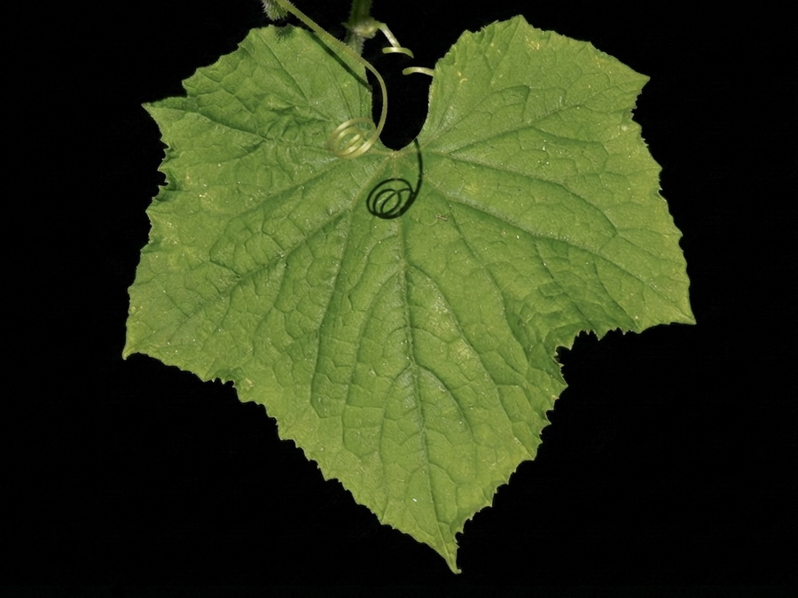 Cucumis sativus.01b