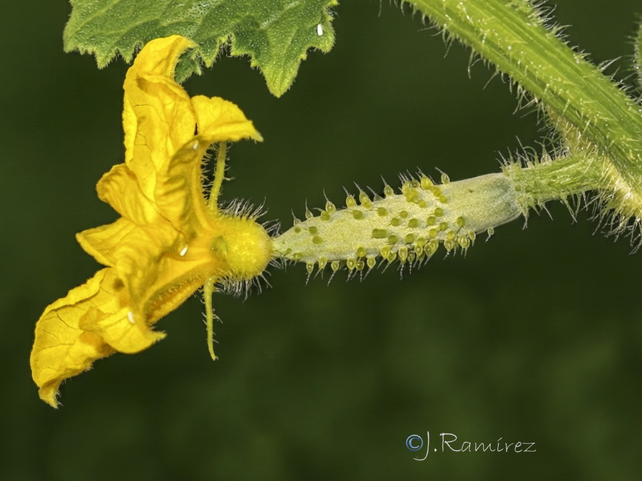 Cucumis sativus.02b