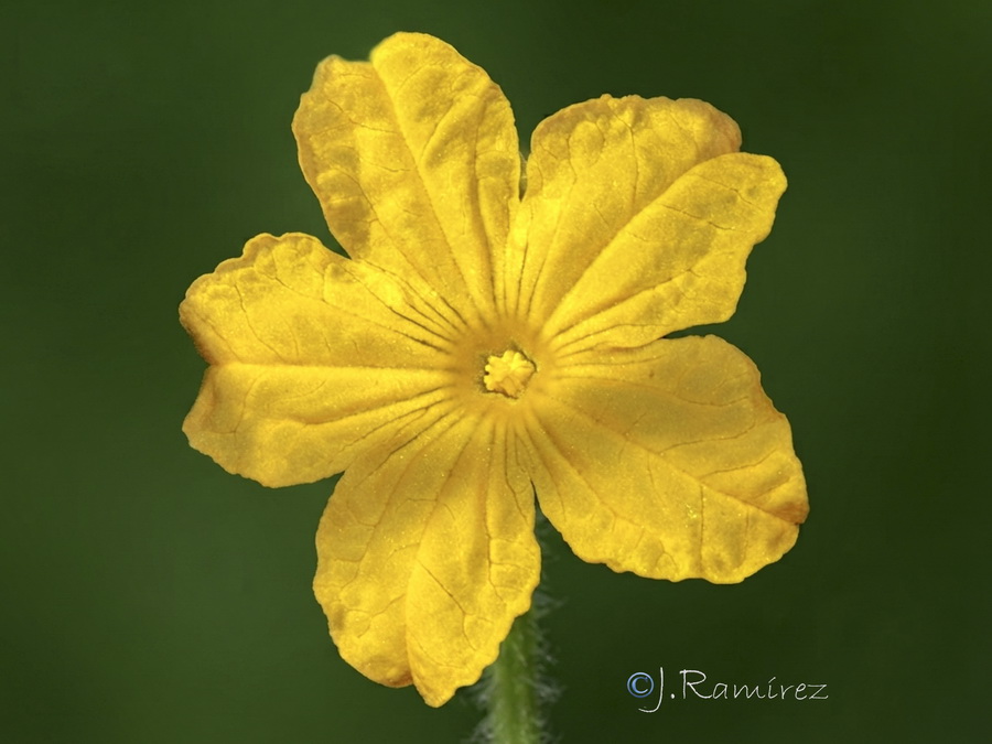 Cucumis sativus.03b