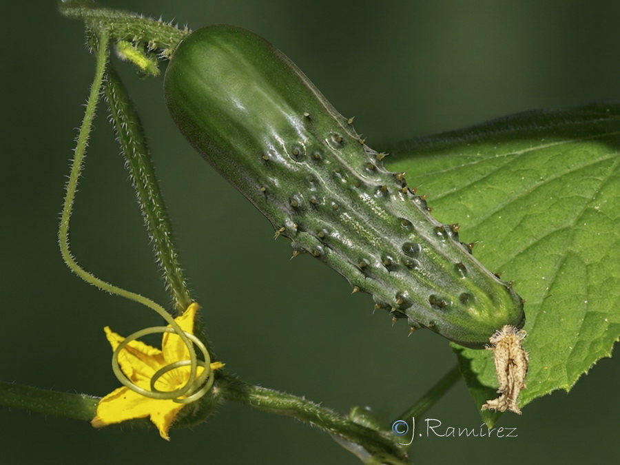 Cucumis sativus.04b