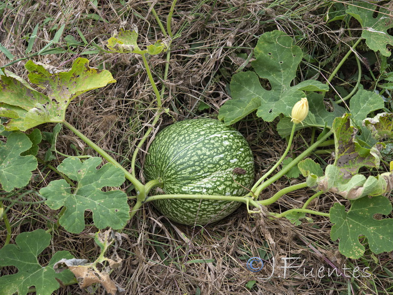 Cucurbita ficifolia.01