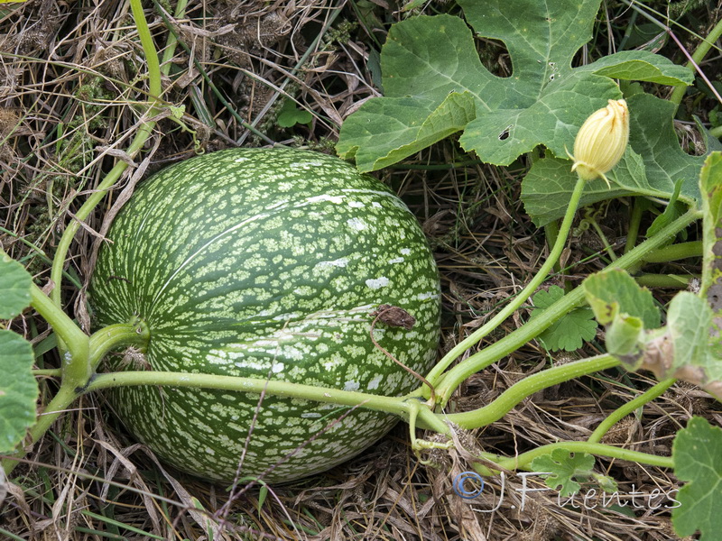Cucurbita ficifolia.02