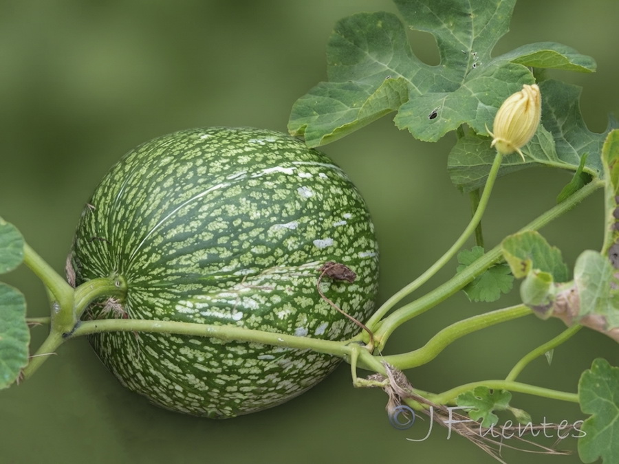 Cucurbita ficifolia.02b