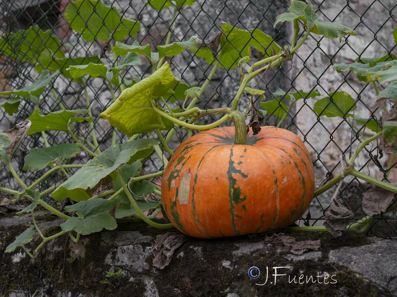 Cucurbita maxima.08