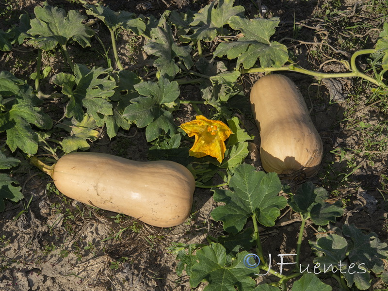 Cucurbita moschata.01