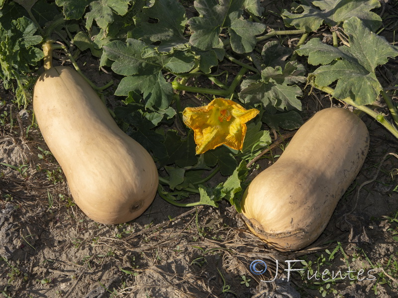 Cucurbita moschata.02