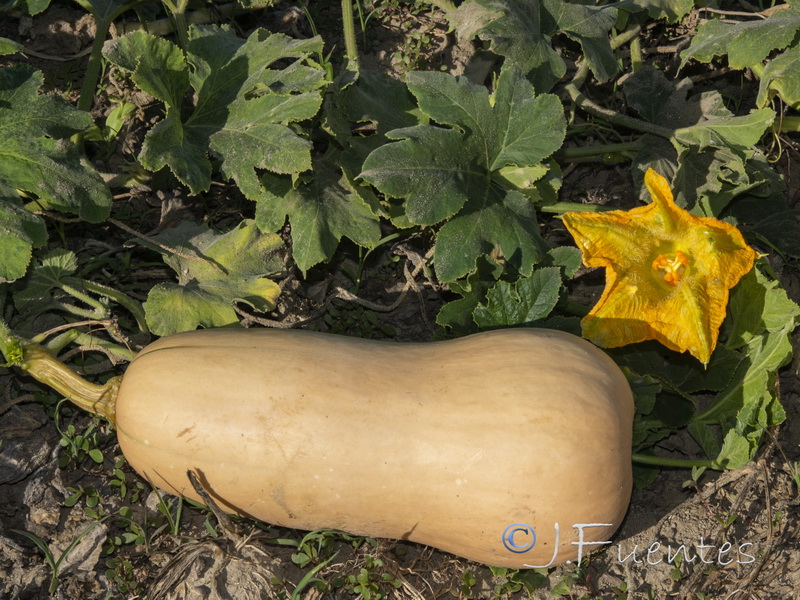 Cucurbita moschata.03