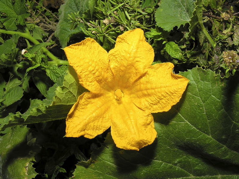 Cucurbita pepo.01