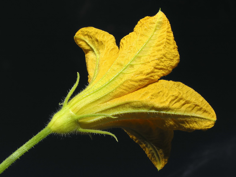 Cucurbita pepo.04