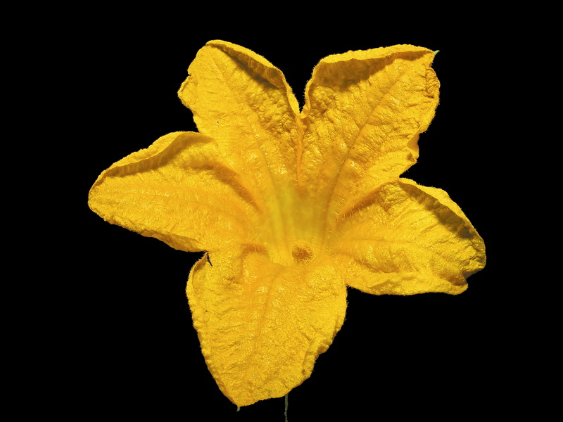 Cucurbita pepo.05