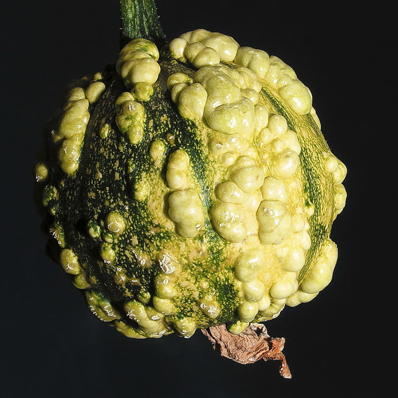 Cucurbita pepo.09