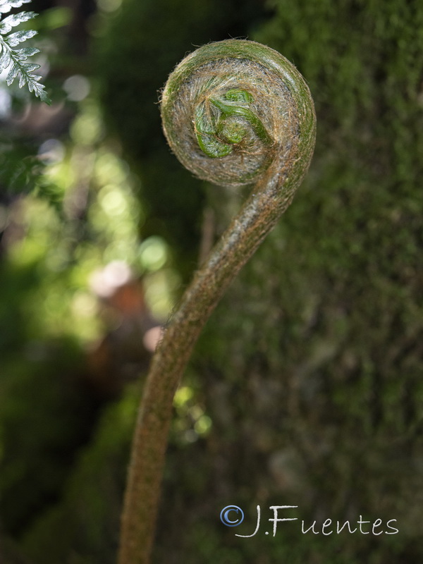 Culcita macrocarpa.08
