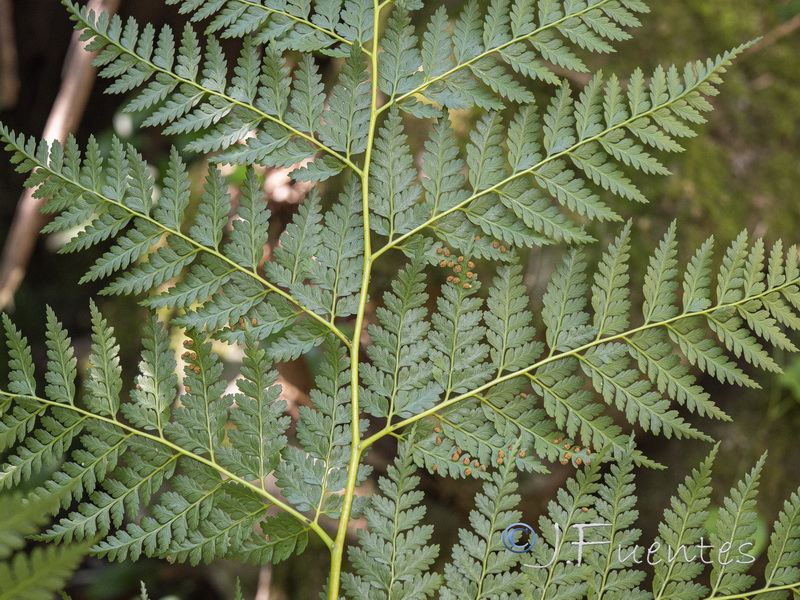 Culcita macrocarpa.12