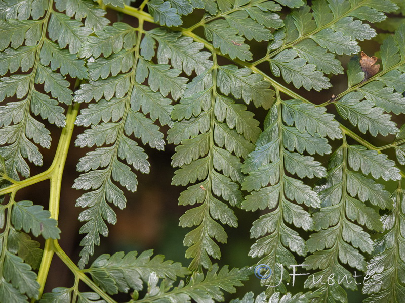 Culcita macrocarpa.13