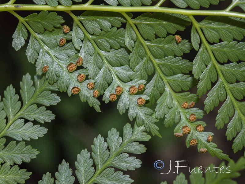 Culcita macrocarpa.14