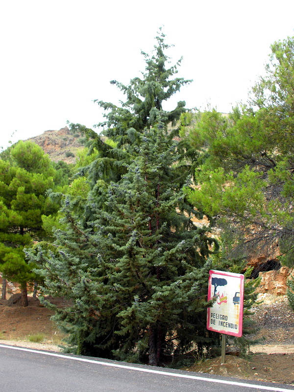 Cupressus arizonica.01