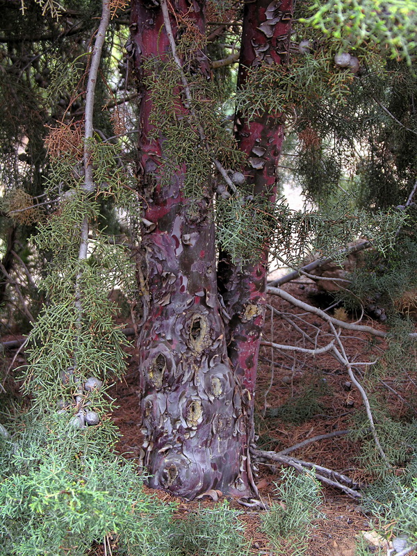 Cupressus arizonica.03