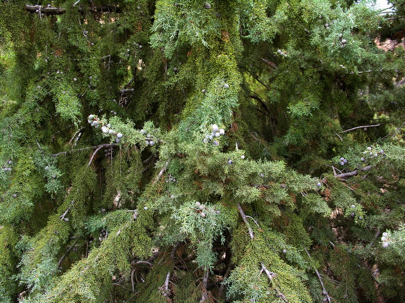 Cupressus arizonica.05