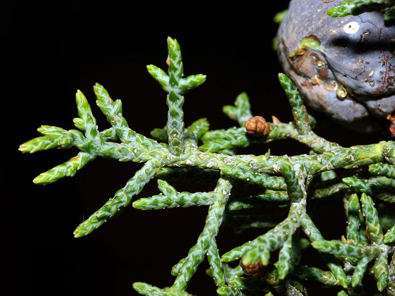 Cupressus arizonica.06