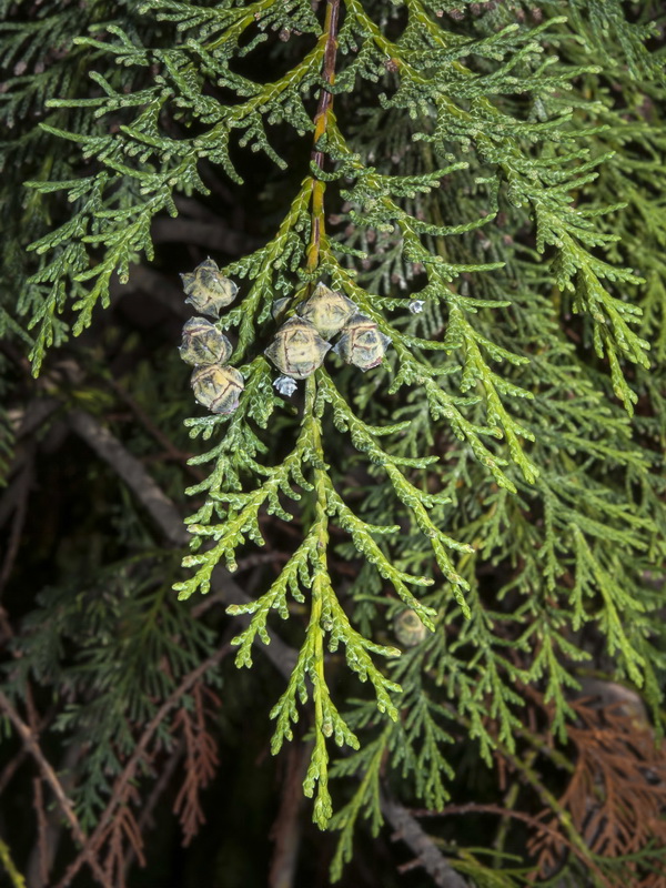 Cupressus arizonica.11