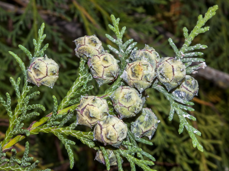 Cupressus arizonica.14