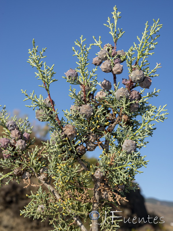 Cupressus arizonica.18