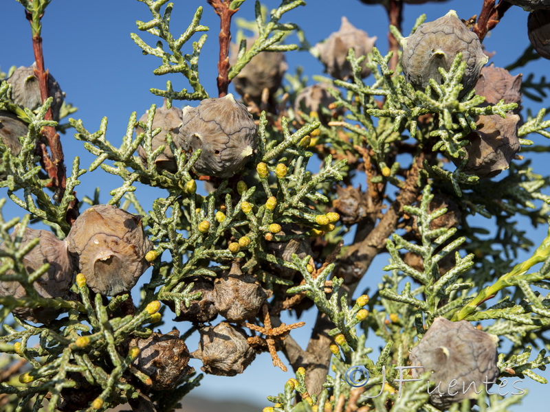 Cupressus arizonica.18