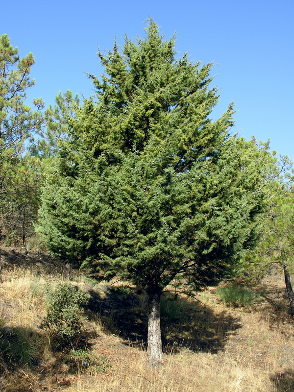 Cupressus lusitanica.01