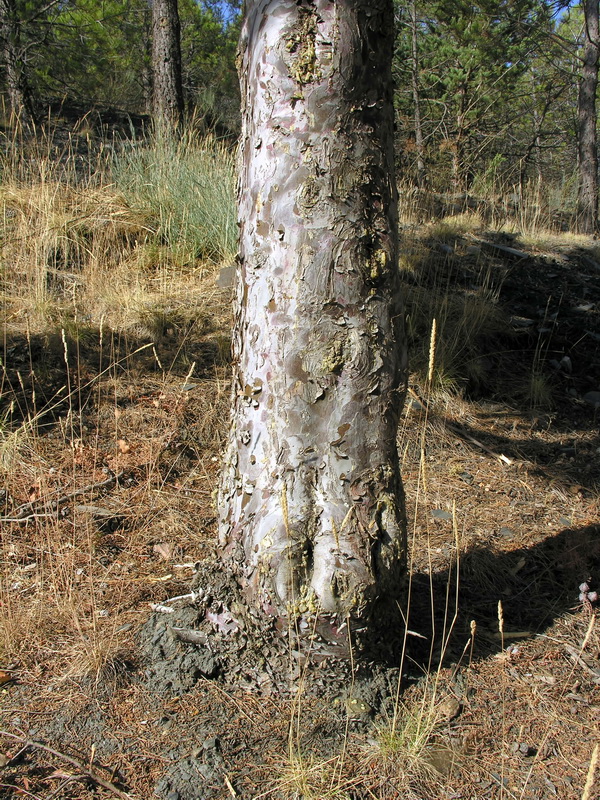 Cupressus lusitanica.02